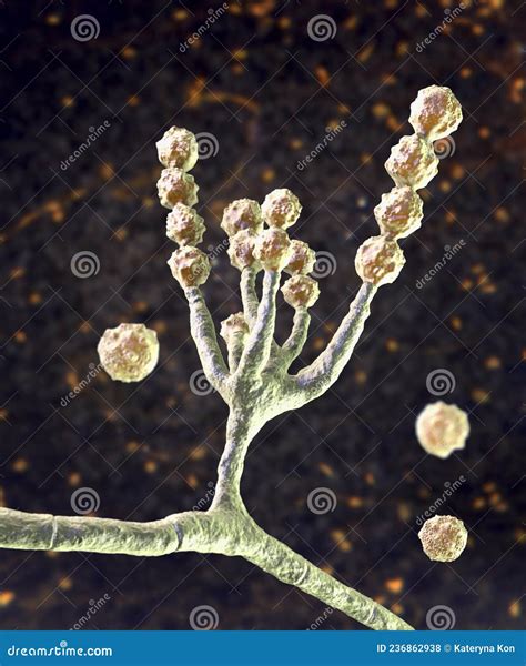 Illustrazione di funghi microscopici responsabili di infezioni vaginali