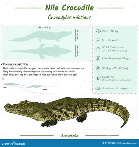 Diagramma anatomico di un coccodrillo che evidenzia le caratteristiche fisiche