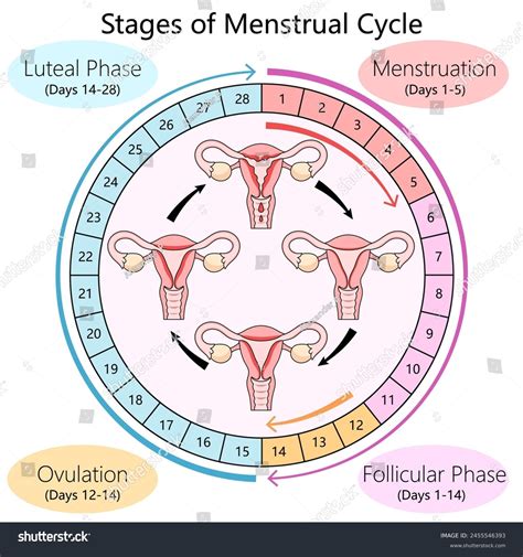 Diagram of the menstrual cycle