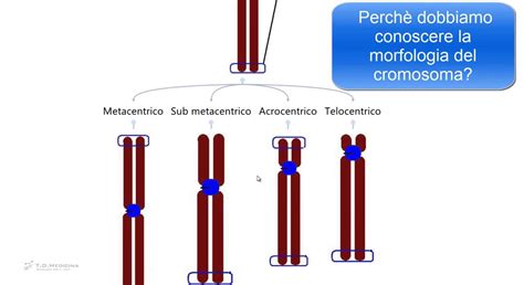 Diagramma dei cromosomi