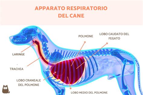 Illustrazione anatomica di un cane con focus sull'area addominale