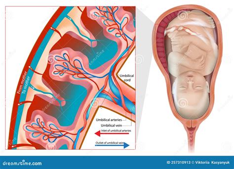 Diagramma della formazione della placenta