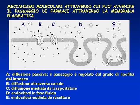 Illustrazione del passaggio di anticorpi attraverso la placenta