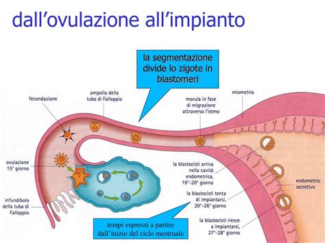 Schema dell'ovocita umano
