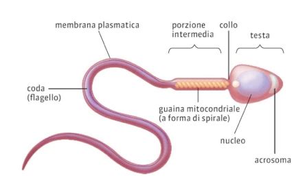 Struttura dello spermatozoo umano