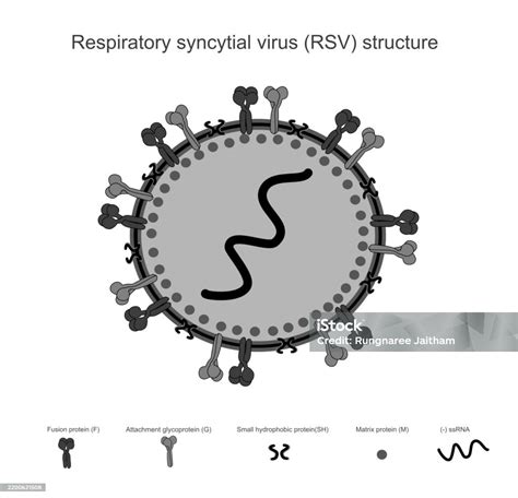 Schema del virus respiratorio sinciziale (VRS)