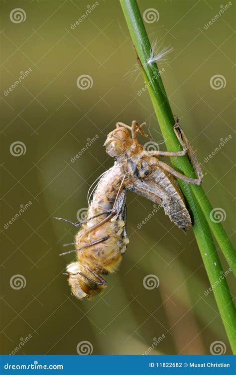 Larva di libellula che emerge dalla sua exuvia su una pianta acquatica