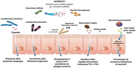 Illustrazione del sistema immunitario intestinale