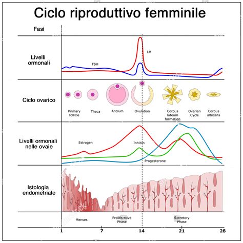 Illustrazione del ciclo riproduttivo di un'asina