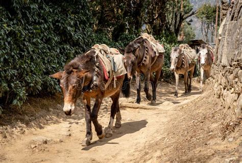 Un mulo da soma in montagna
