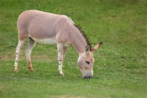 Un asino selvatico africano nel suo habitat desertico