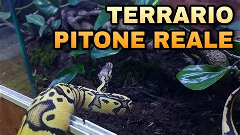Un pitone reale in un terrario ben allestito