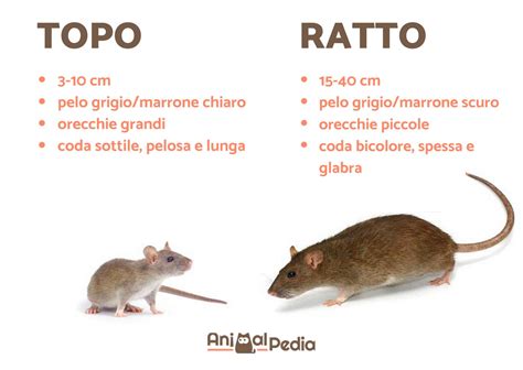 Illustrazione di un topo e un ratto di diverse dimensioni