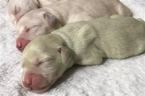 cucciolo di cane appena nato