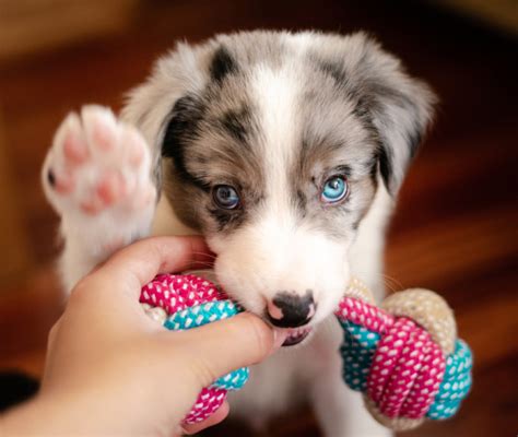 cucciolo di cane che mastica un gioco