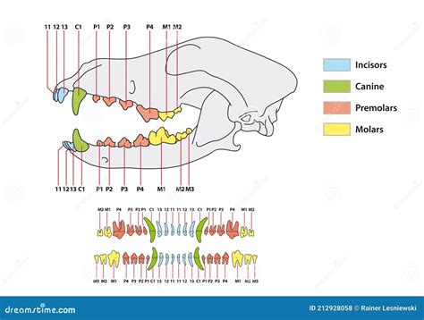 illustrazione di dentatura canina con etichette