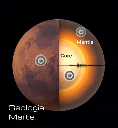 Struttura interna di una ciliegia di caffè