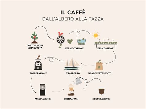 Diagramma che illustra le diverse fasi di lavorazione del caffè