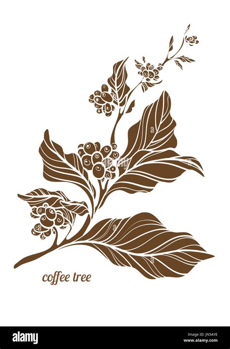 Fiori di caffè su un ramo