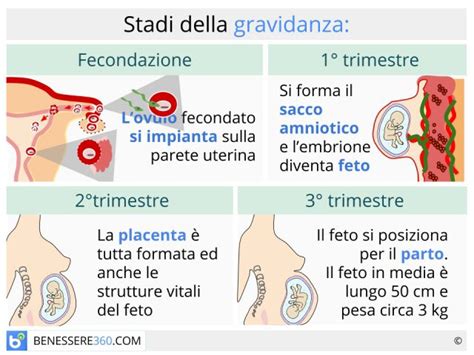 Diagramma dell'utero con feto in diverse fasi della gravidanza