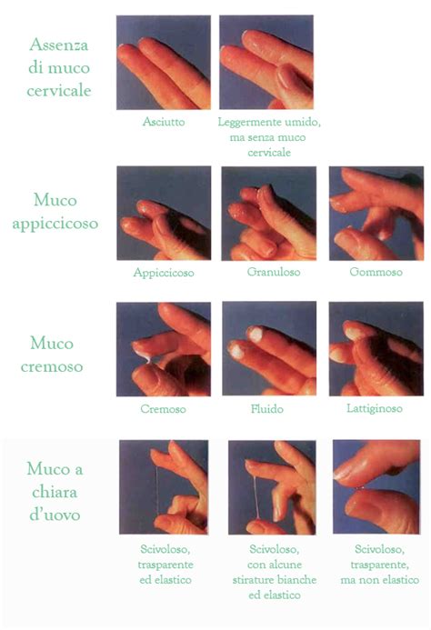 Microscopio che mostra diverse consistenze di muco cervicale