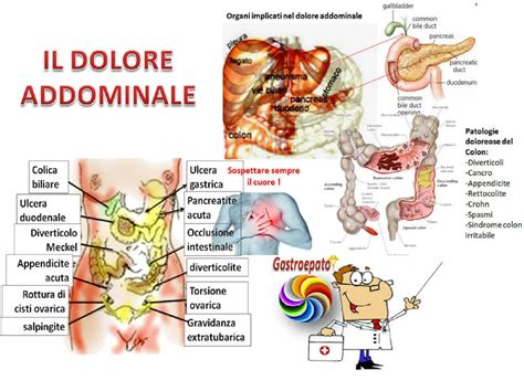 Illustrazione anatomica del basso ventre con indicazione della zona del dolore ovulatorio