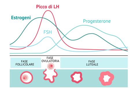 Illustrazione che mostra la finestra fertile e il picco di LH