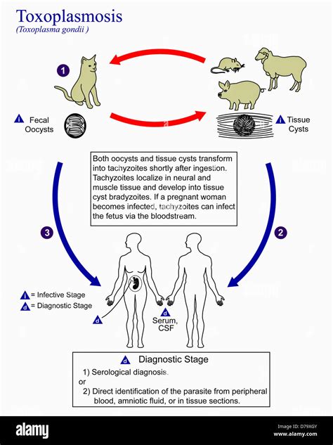 Illustrazione del ciclo vitale del Toxoplasma gondii