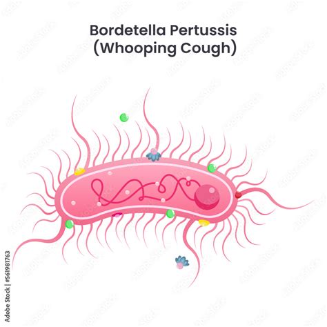Schema del batterio Bordetella pertussis