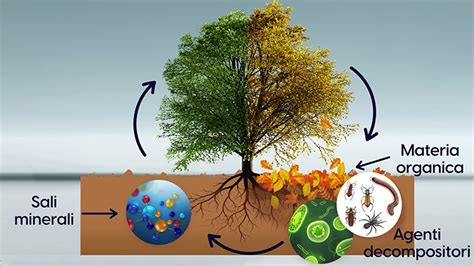 Ciclo della sostanza organica nel suolo