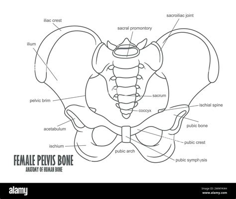 Diagramma anatomico della pelvi femminile
