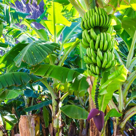 Pianta di banano in fiore