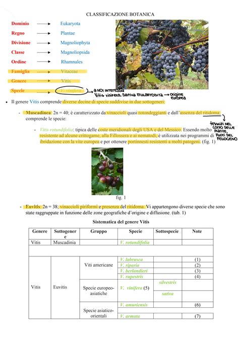 Diagramma della classificazione botanica delle banane