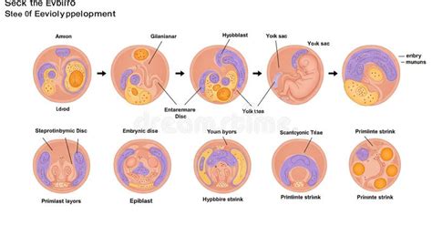 Diagramma che illustra le fasi dello sviluppo embrionale fino ai 14 giorni
