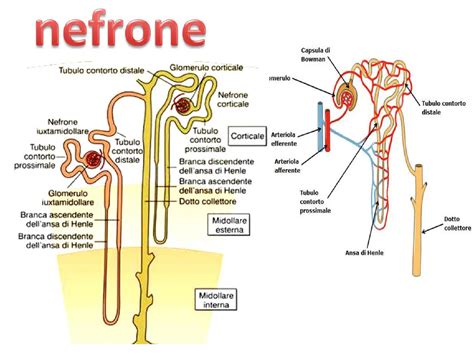 Schema del nefrone con evidenziati glomerulo e tubulo