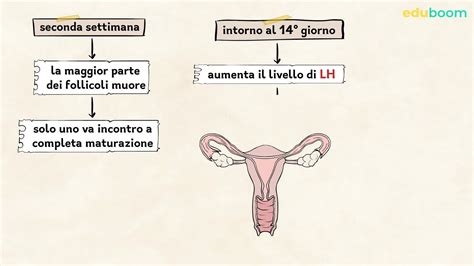 Diagramma dell'apparato riproduttore femminile del coniglio