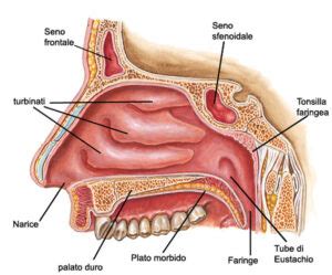 Schema anatomico delle fosse nasali e dei turbinati