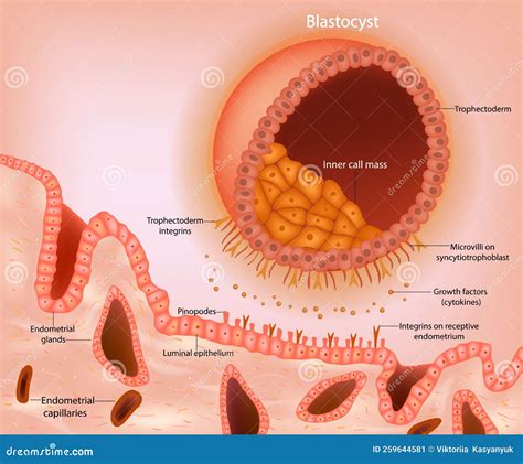 illustrazione di una blastocisti