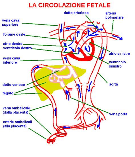 Schema della circolazione fetale con evidenziato il dotto arterioso