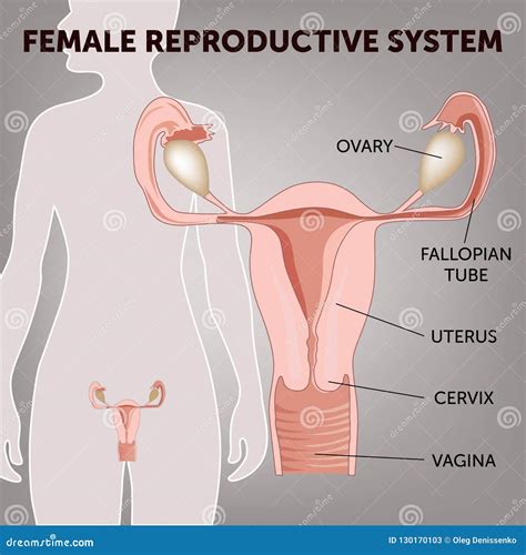 Diagramma dell'apparato riproduttivo femminile con evidenziate le ovaie e l'utero