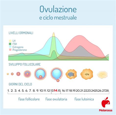 Diagramma che illustra il ciclo ovulatorio femminile