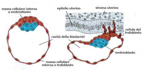 Schema della blastocisti umana con trofoblasto e massa cellulare interna