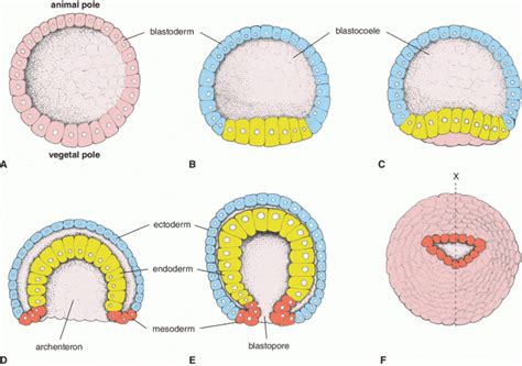 Illustrazione della gastrulazione con la formazione dei tre foglietti germinativi