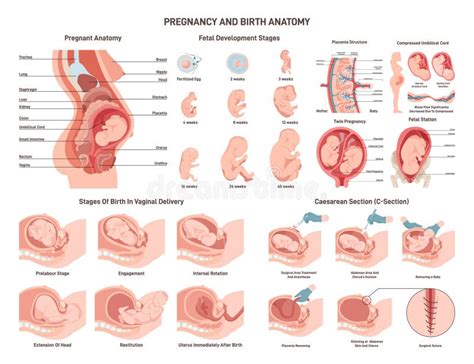 Illustrazione di una donna incinta che mostra disagio nella zona intima