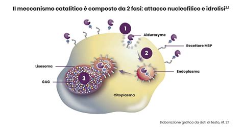 Schema che illustra il meccanismo d'azione del clotrimazolo sull'ergosterolo della membrana fungina