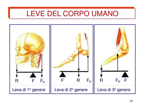 Diagramma delle leve del corpo umano