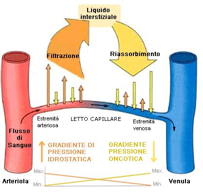 Diagramma che illustra la pressione idrostatica nei vasi sanguigni