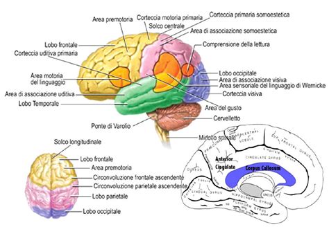 diagramma del cervello con aree evidenziate