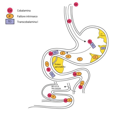 Grafico che illustra la percentuale di assorbimento sistemico della clindamicina dopo applicazione vaginale