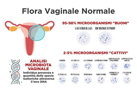 Schema della flora vaginale con lattobacilli